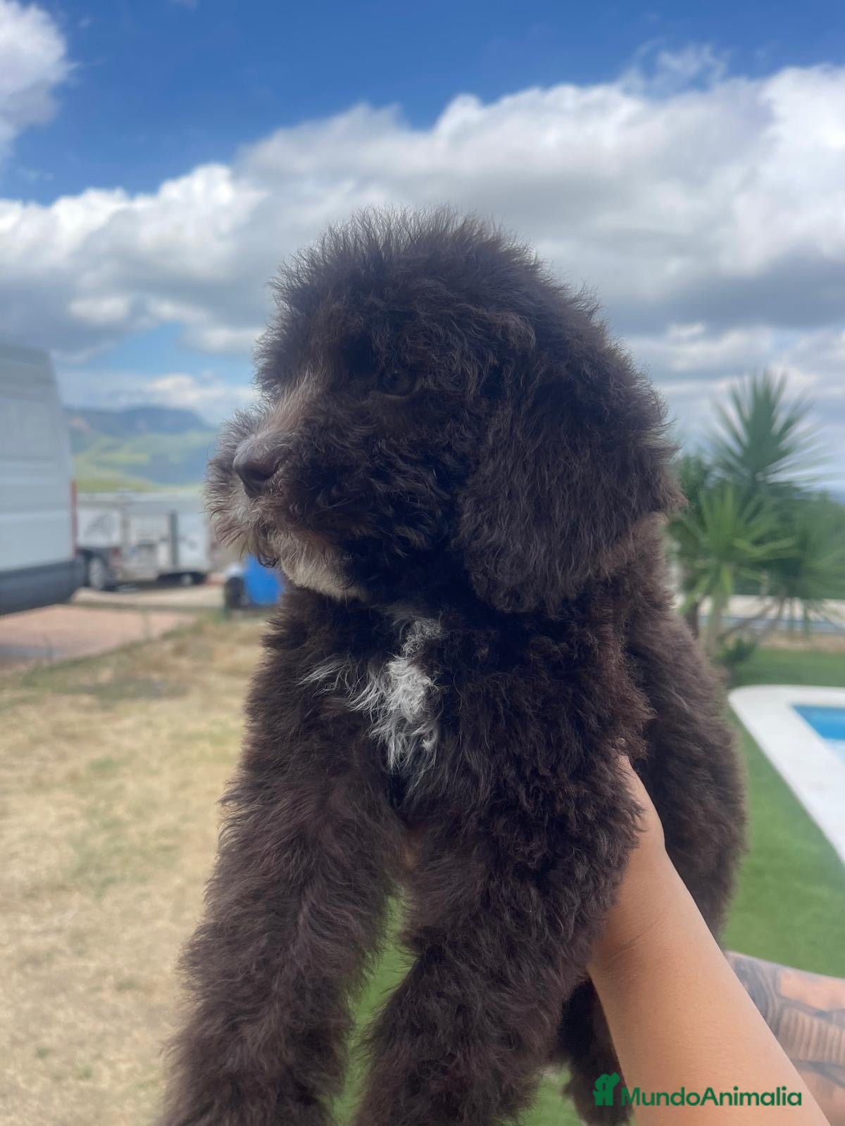 Perro de Agua Español perros Perro de Agua Español color chocolate 🐾 - Anuncio 8