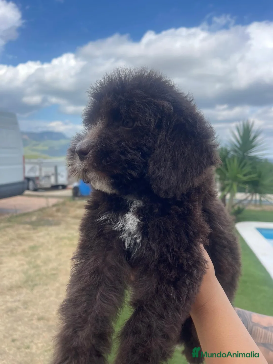 Perro de Agua Español perros en venta: Perro de Agua Español color chocolate 🐾 - Anuncio 1