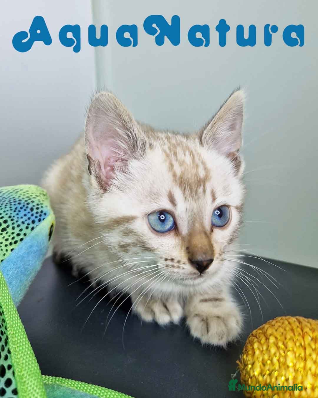 Bengalí gatos Bengali Snow Hembra 4571 AQUANATURA - Anuncio 23