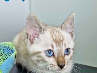 Bengalí gatos Bengali Snow Hembra 4571 AQUANATURA - Anuncio 32