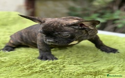 Bulldog Francés perros en venta: Bulldog atigrado  - Imagen 4