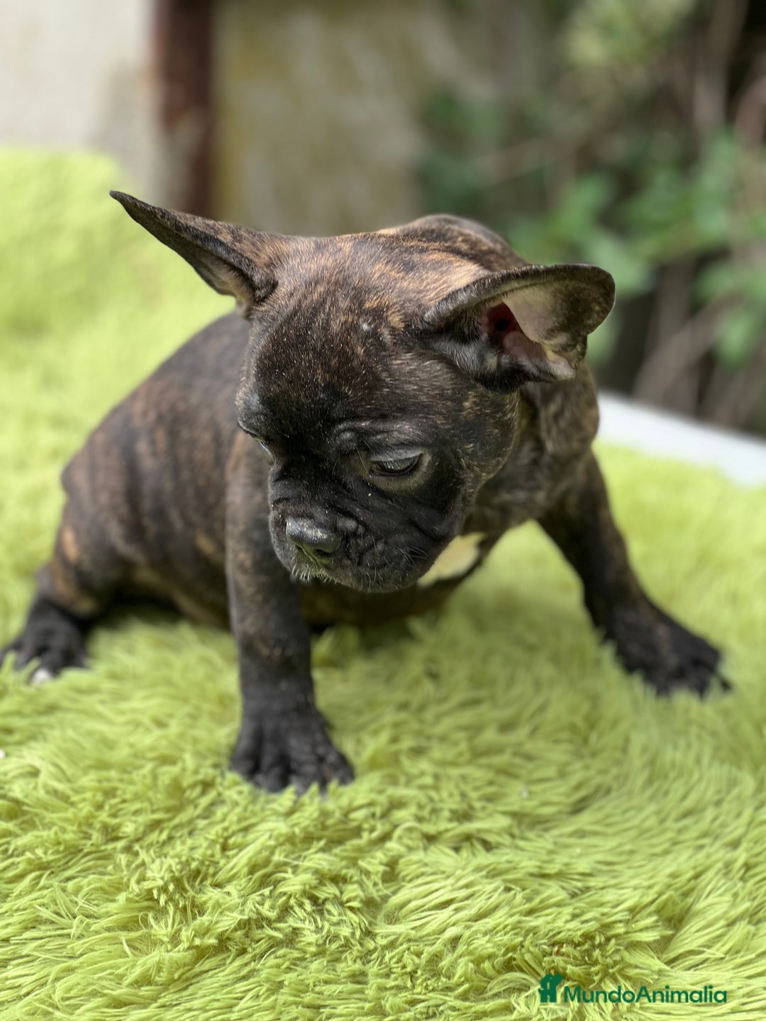 Bulldog Francés perros en venta: Bulldog atigrado  - Imagen 4
