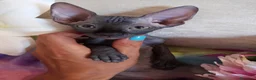 Sphynx gatos en venta: SPHYNX  en Madrid - Anuncio 7