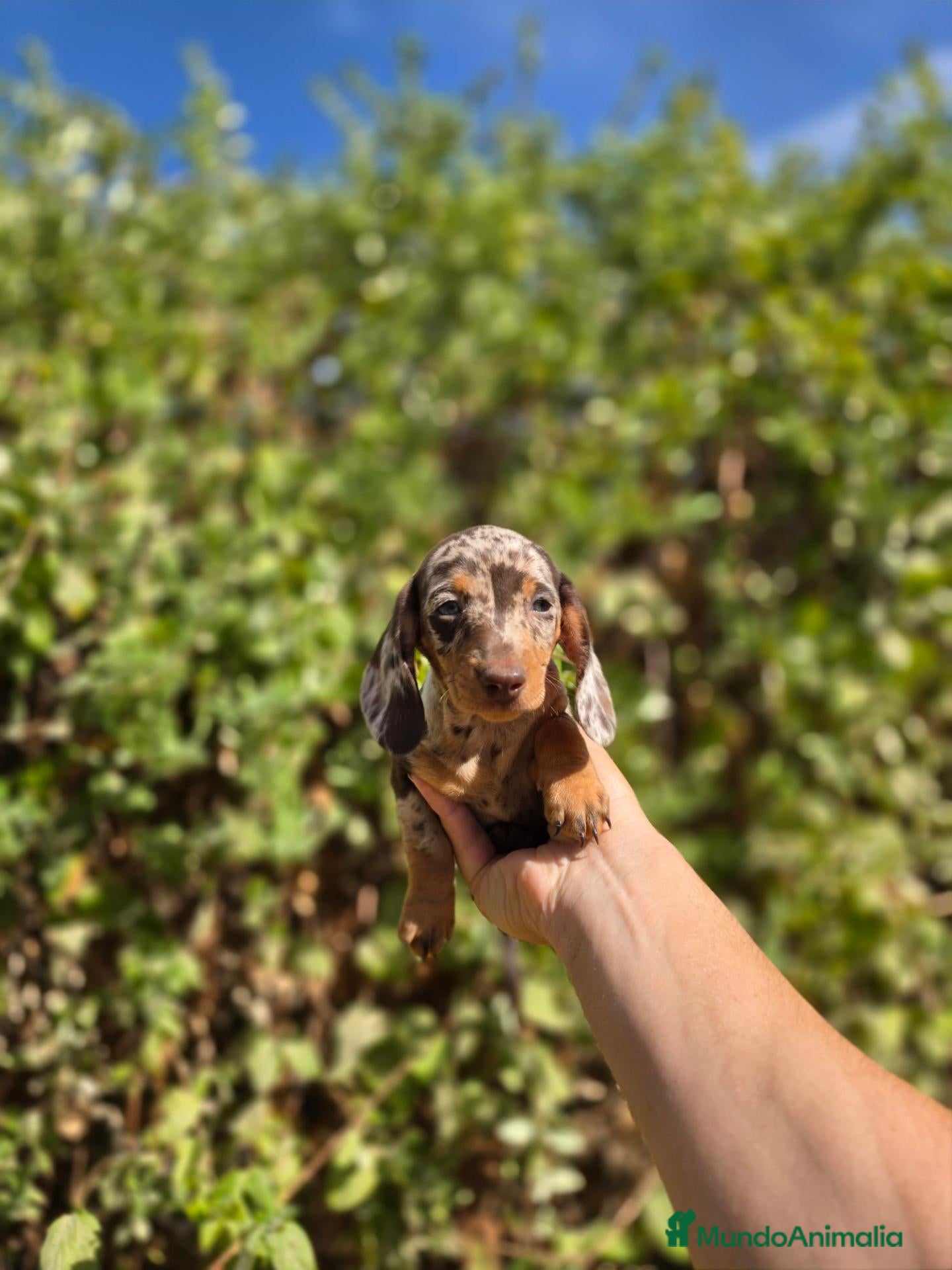 Teckel Miniatura perros TECKEL KANNINCHEN & MINIATURA - Anuncio 2