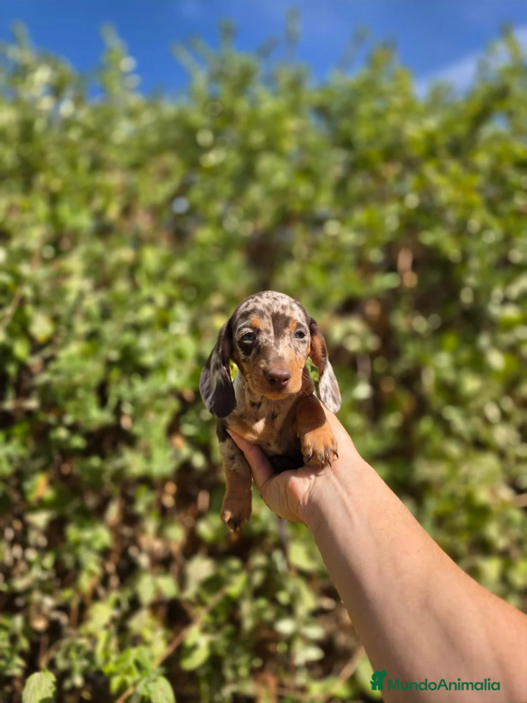 Teckel Miniatura perros en venta: TECKEL KANNINCHEN & MINIATURA - Anuncio 1