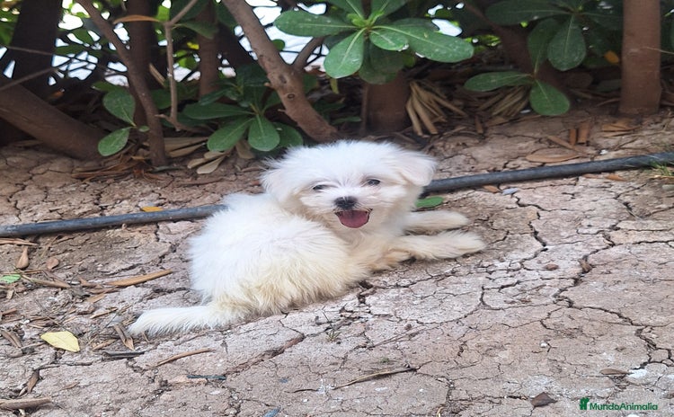 Bichón Maltés perros - Anuncio 1