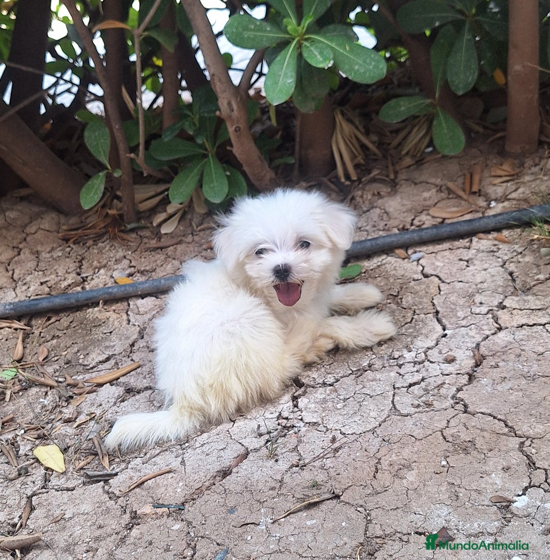 Bichón Maltés perros en venta: Bichón maltes - Imagen 1
