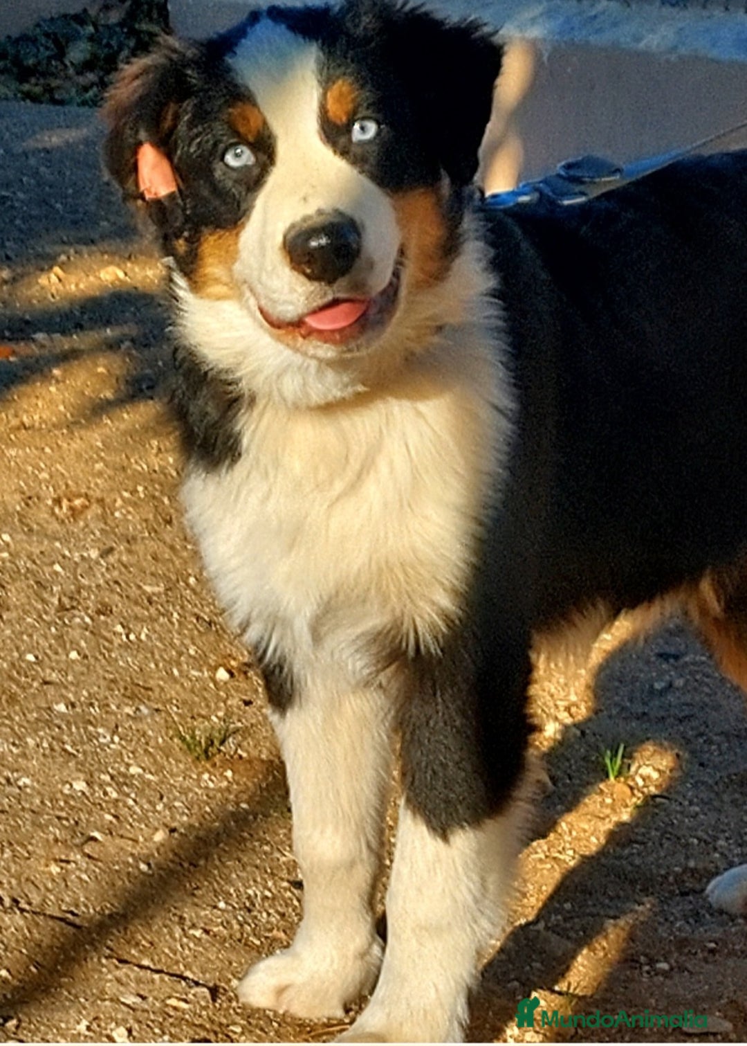 Pastor Australiano perros en venta: Macho con 6 meses - Anuncio 5