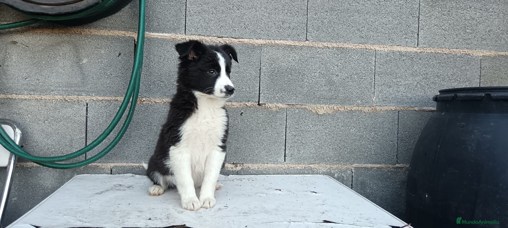 Border Collie perros Border collie  - Anuncio 2