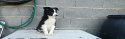 Border Collie perros en venta: Border collie  - Anuncio 2