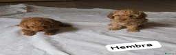 Caniche Toy perros en venta: Caniche toy - Anuncio 4