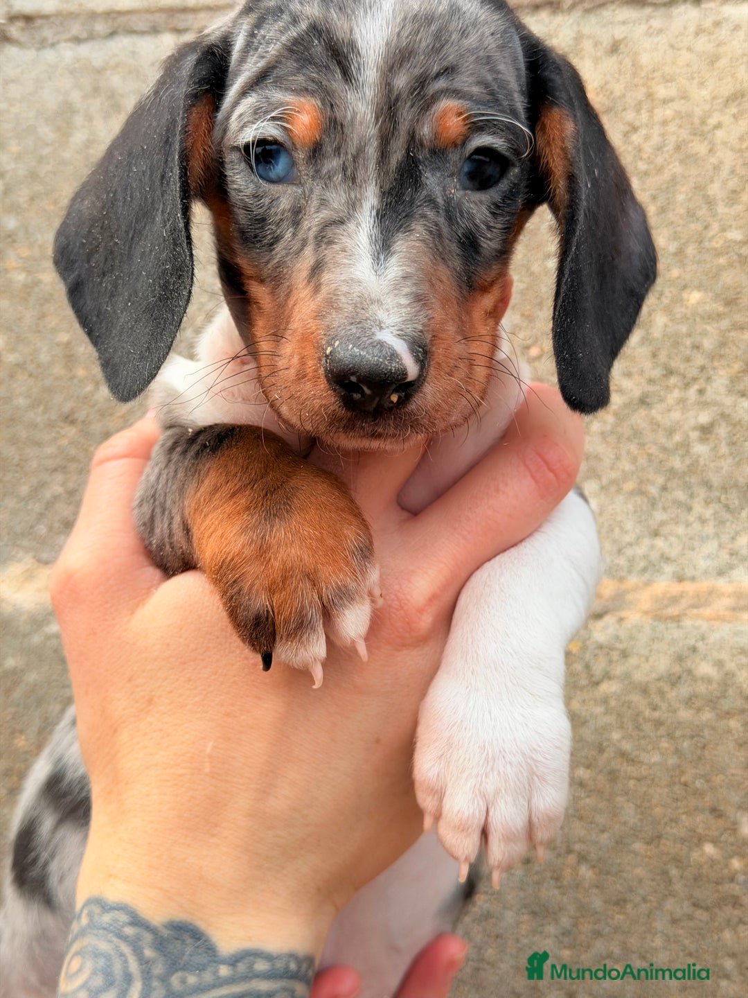 Teckel Miniatura perros en venta: Teckel Arlequin ojo azul  - Anuncio 3