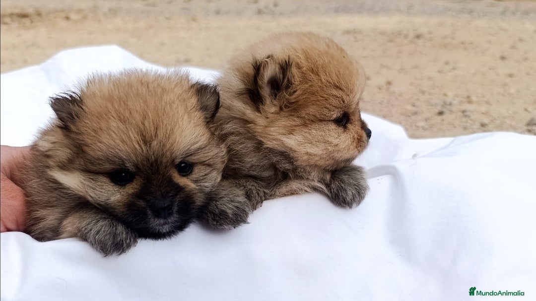 Pomerania perros en venta: PRECIOSOS CACHORRITOS DE POMERANIA  - Anuncio 1