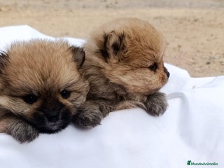 Pomerania perros PRECIOSOS CACHORRITOS DE POMERANIA - Anuncio 4