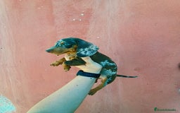 Teckel Miniatura perros en venta: Arlequín chocolate  - Imagen 6