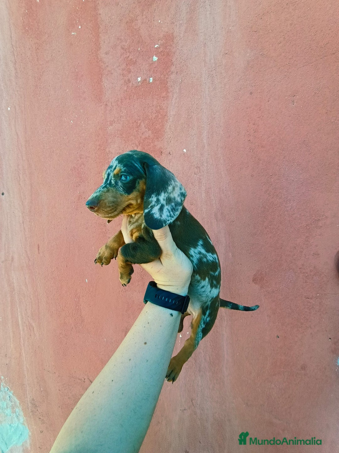 Teckel Miniatura perros en venta: Arlequín chocolate  - Imagen 6