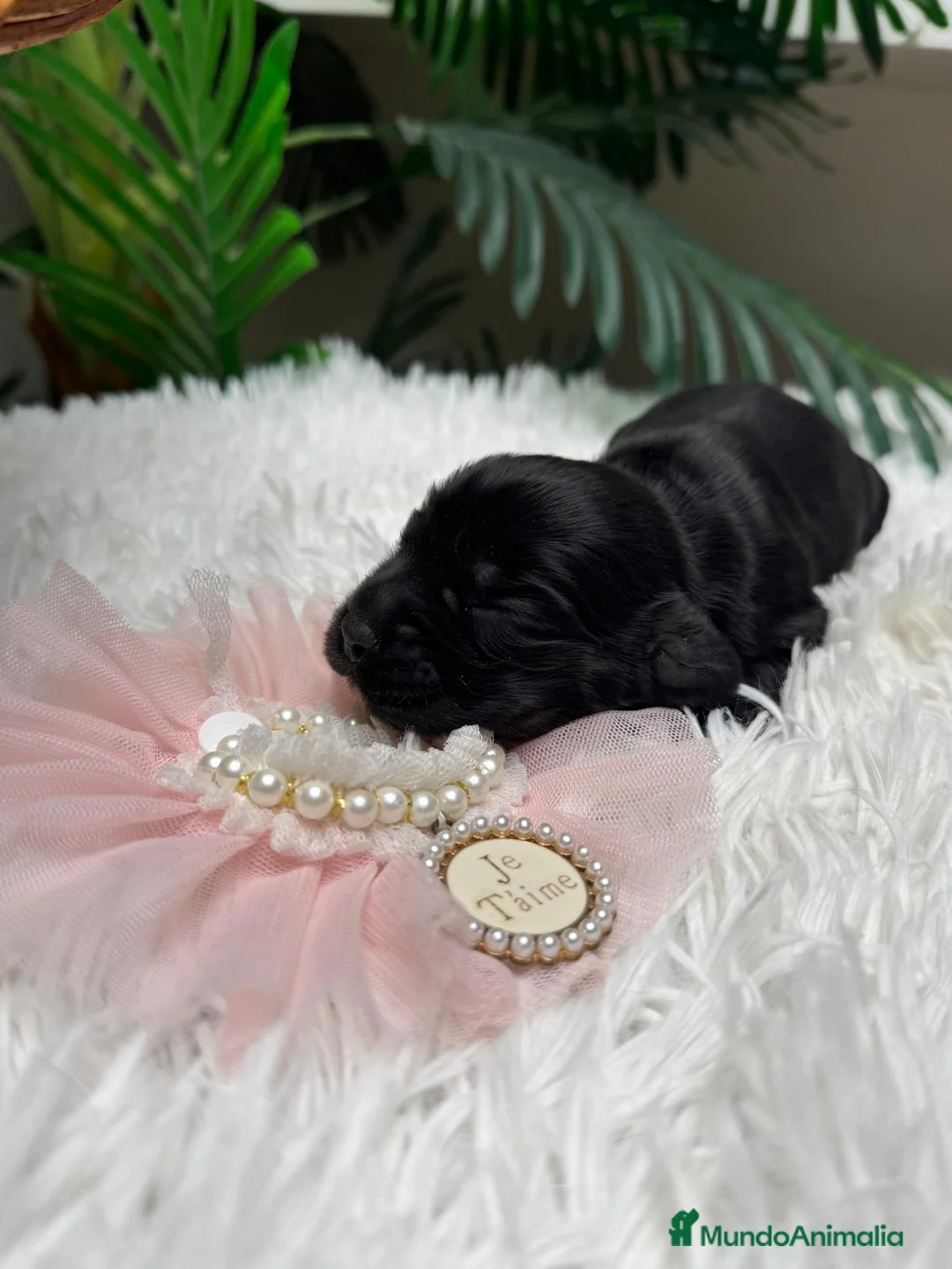 Cocker Spaniel Inglés perros en venta: COCKER HEMBRA - Anuncio 16