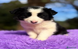 Border Collie perros en venta: Border collie negro y blanco - Anuncio 2