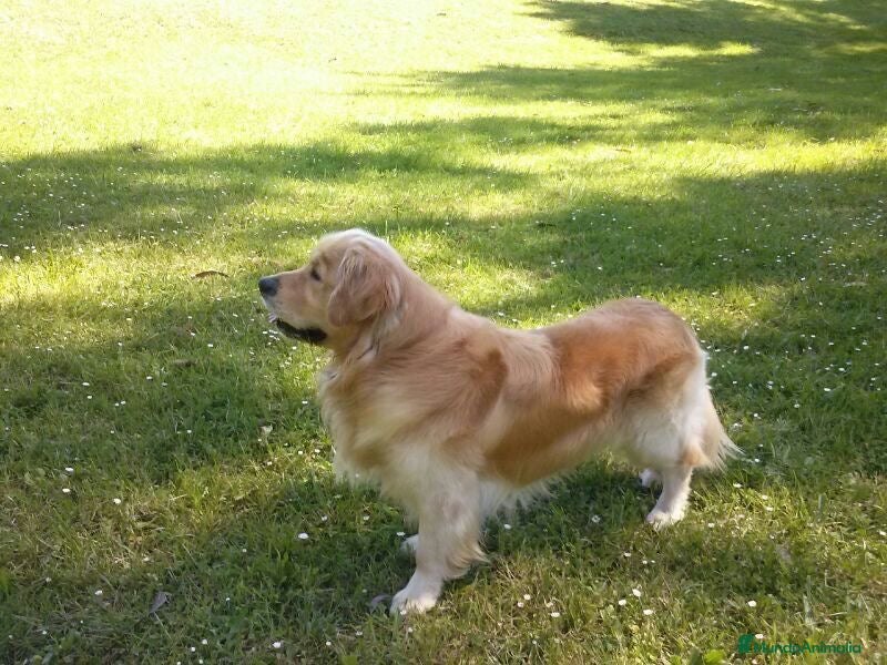 Golden Retriever perros Cachorros Golden retriever - Anuncio 1