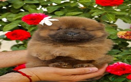 Chow Chow perros en venta: Cachorritos de Chow chow  - Imagen 3