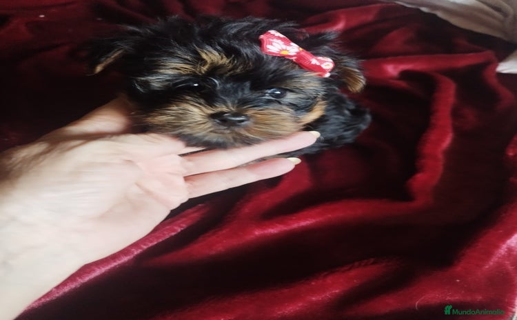 Yorkshire Terrier perros - Anuncio 2