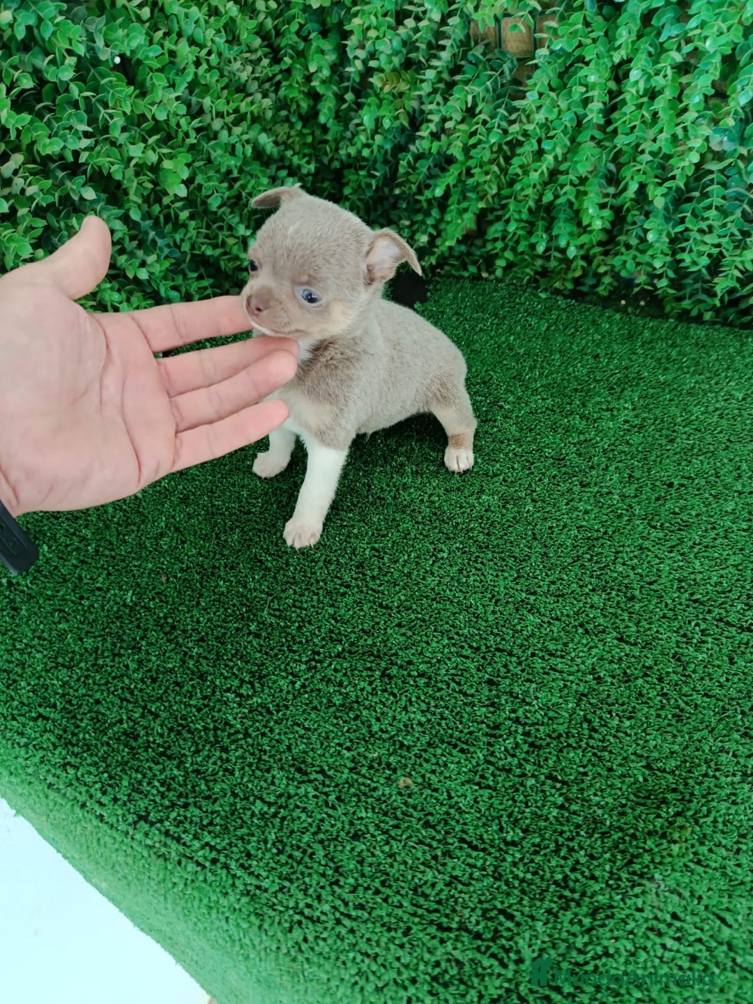Chihuahua perros en venta: Chihuhuas  - Anuncio 2