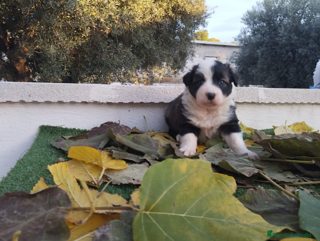 Border Collie perros en venta: GRAN CAMADA DE BORDER COLLIE - Imagen 25