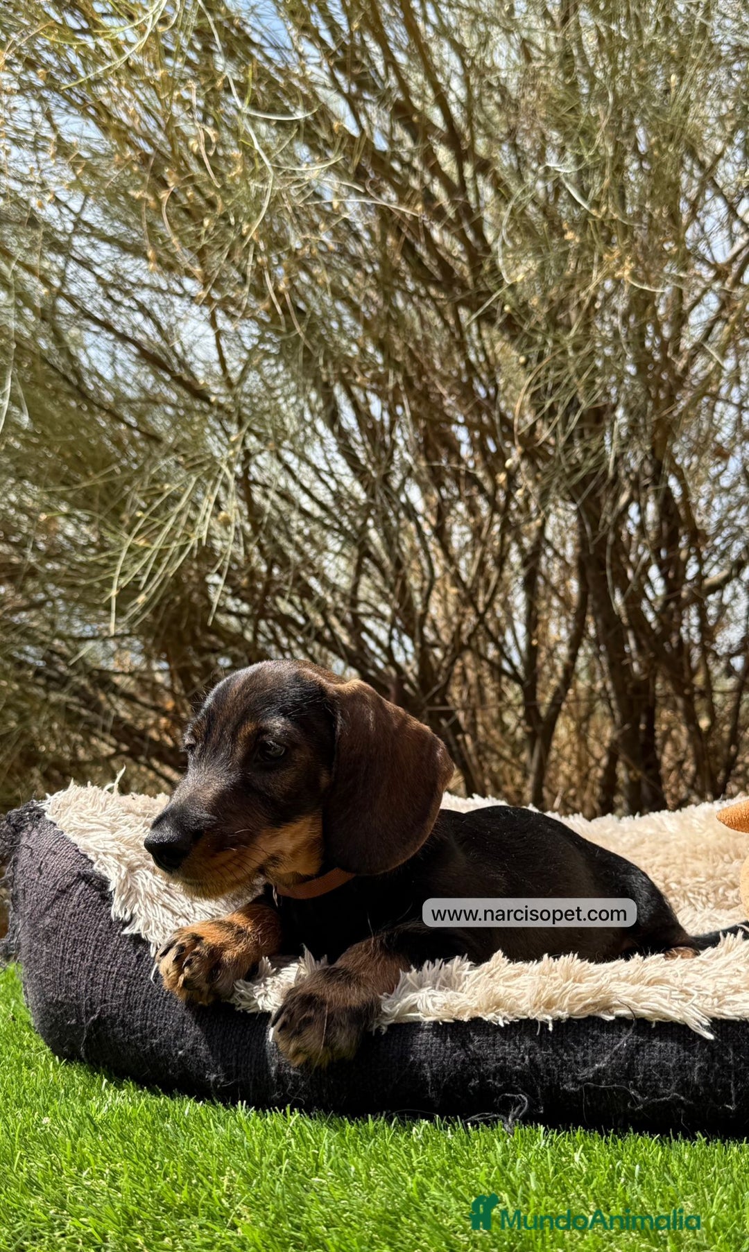 Teckel Miniatura perros en venta: VENTA DE TECKEL PELO DURO en Ciudad Real - Imagen 2
