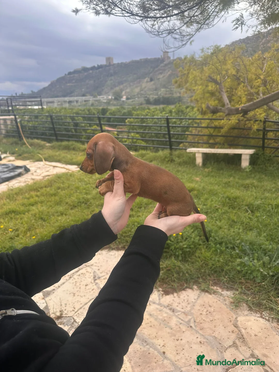 Teckel Miniatura perros en venta: Teckel última hembra  - Anuncio 2