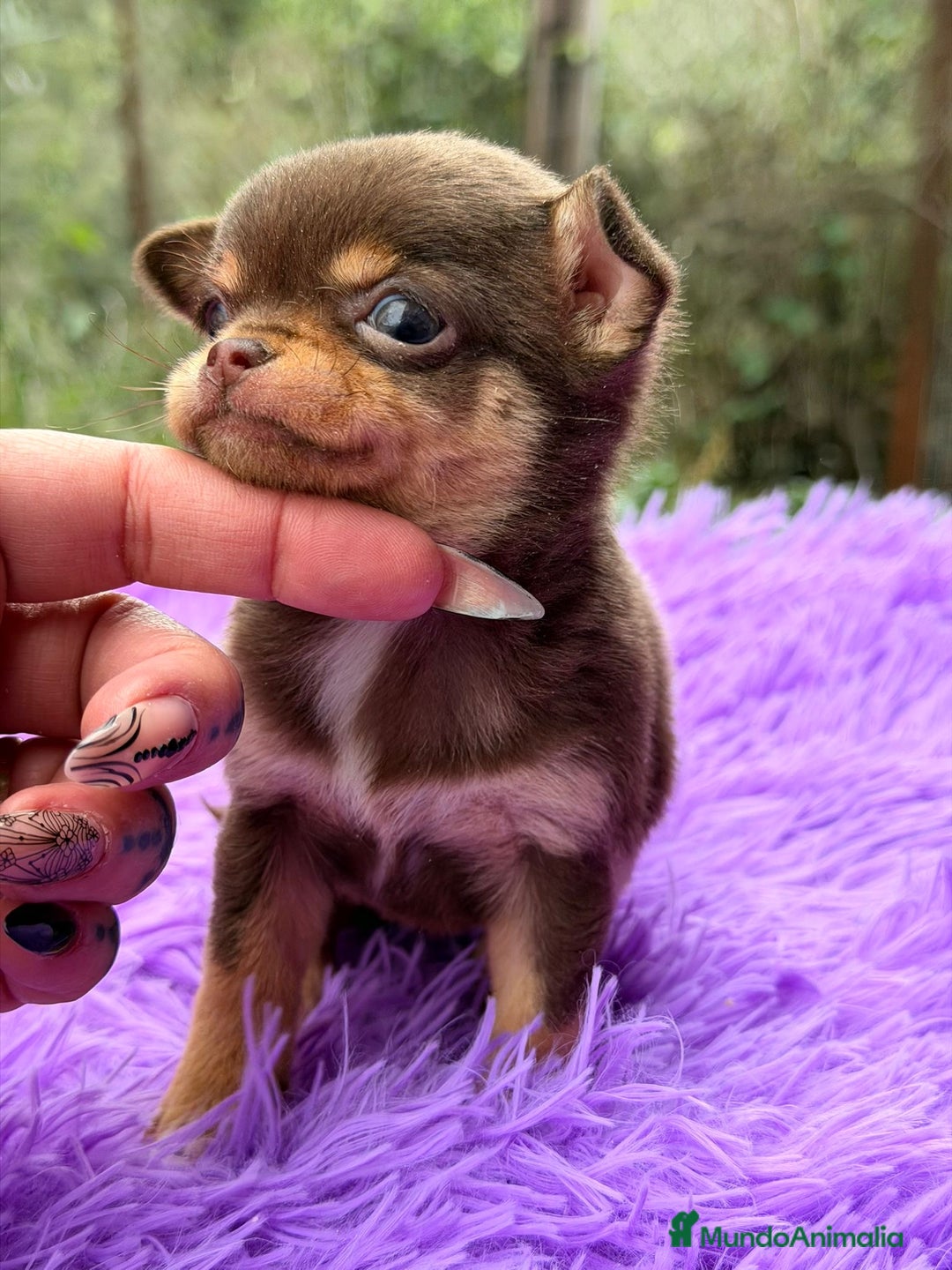 Chihuahua perros en venta: CHOHUAHUA MINI TOY HEMBRA - Anuncio 5