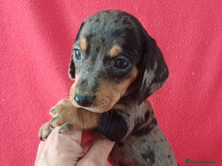 Teckel Miniatura perros - Anuncio 2