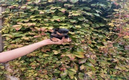 Pinscher Miniatura perros en venta: Pincher miniatura - Imagen 2