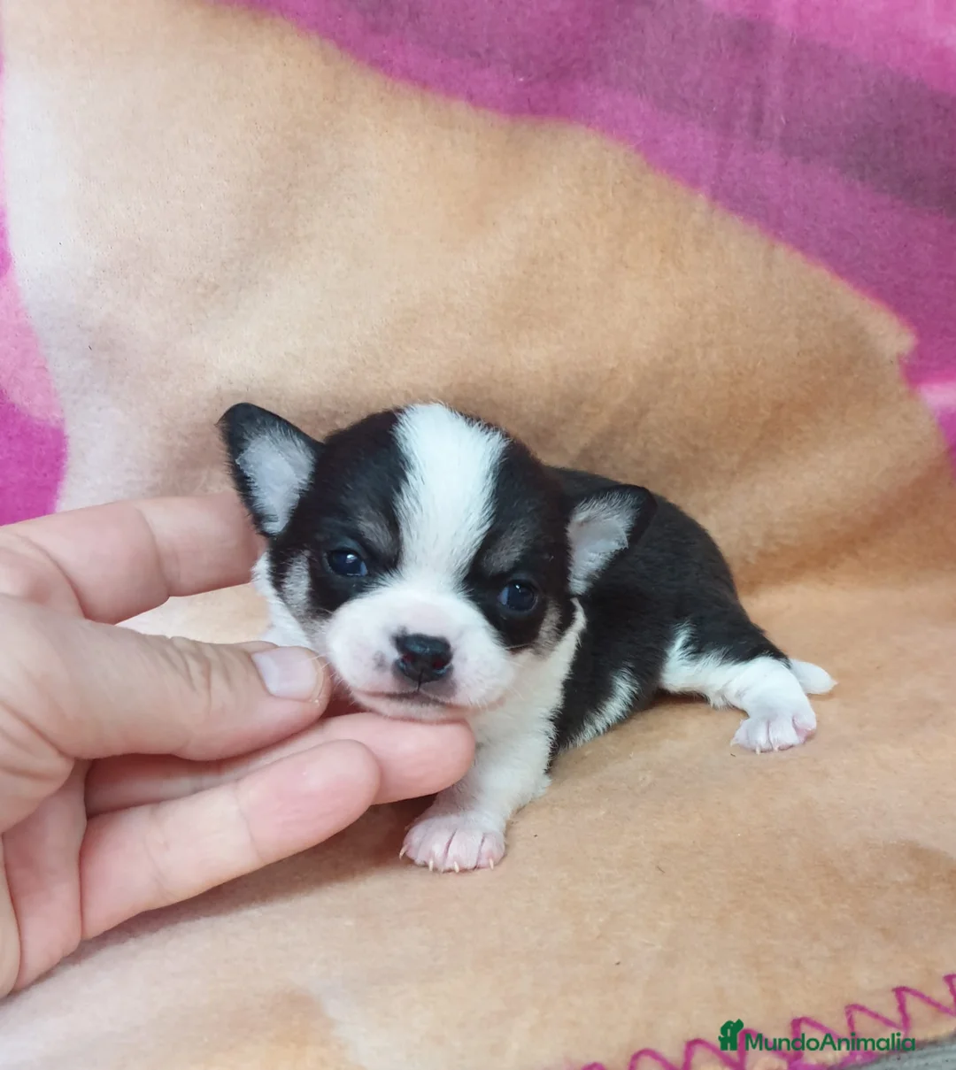 Chihuahua perros en venta: Chihuahua cabeza de manzana  en Ciudad Real - Anuncio 5