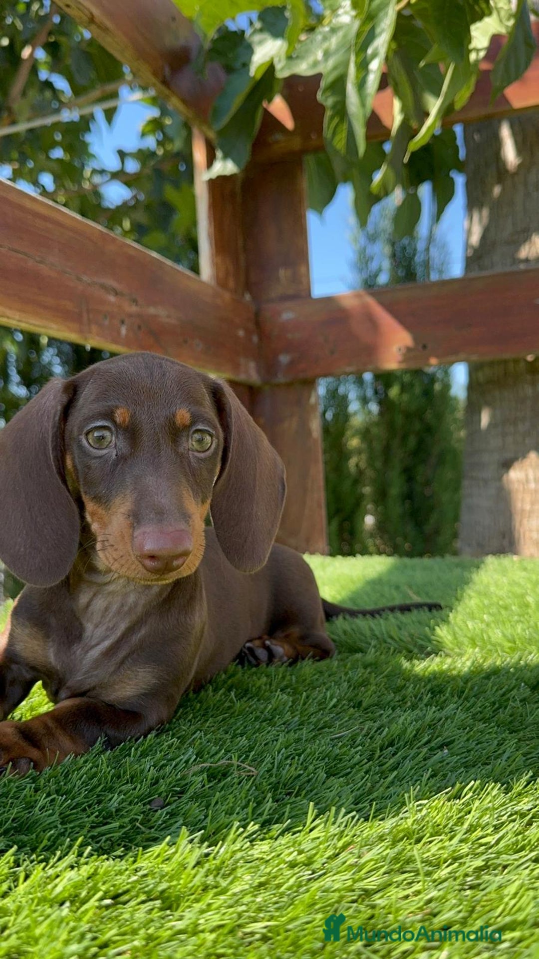 Teckel perros en venta: TECKEL MINIATURA HEMBRA - Imagen 24
