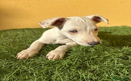 Jack Russell Terrier perros en venta: Camada de Jack Russell de pata corta  - Imagen 17