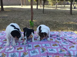Jack Russell Terrier perros jack russell listos para entregar puppies !! - Anuncio 1