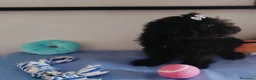 Perro de Agua Español perros en venta: Perro de agua  - Anuncio 12