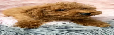 Maltipoo 1
