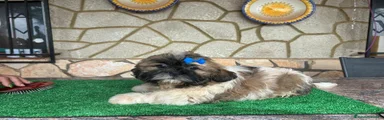 Shih Tzu 2