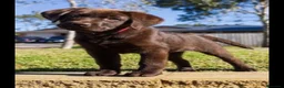Labrador Retriever perros en venta: Labrador retriever chocolate  - Anuncio 3