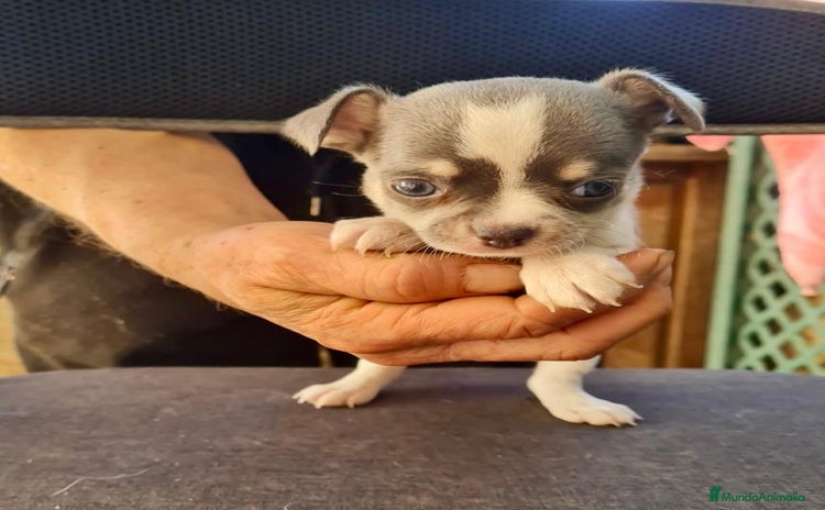 Chihuahua perros Chihuahua toy - Anuncio 1