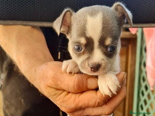 Chihuahua perros Chihuahua toy - Anuncio 1