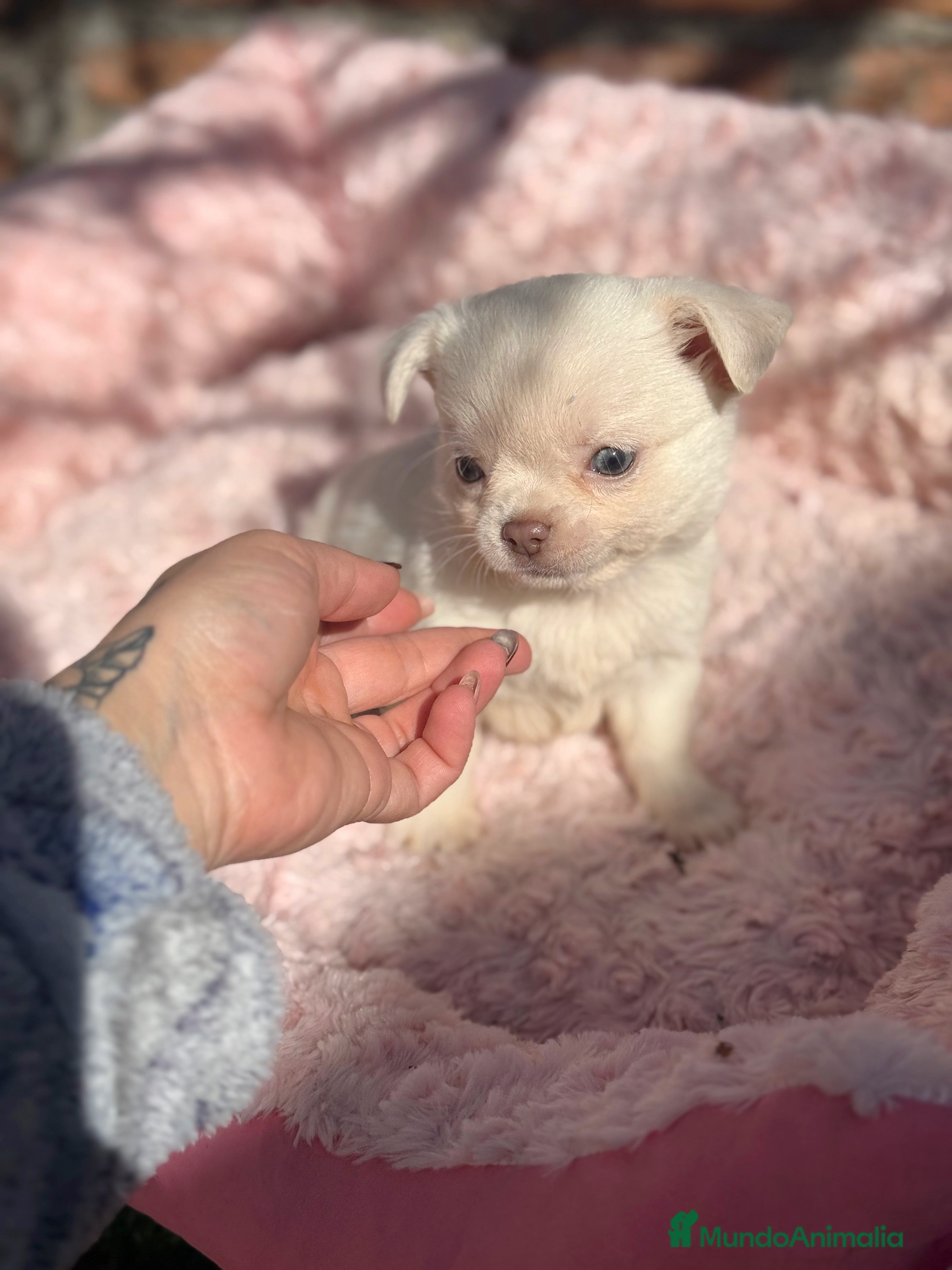 Chihuahua perros Chihuahua pelo largo hembra ojos azules  - Anuncio 11