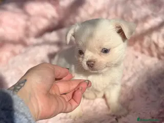 Chihuahua perros Chihuahua pelo largo hembra ojos azules - Anuncio 11