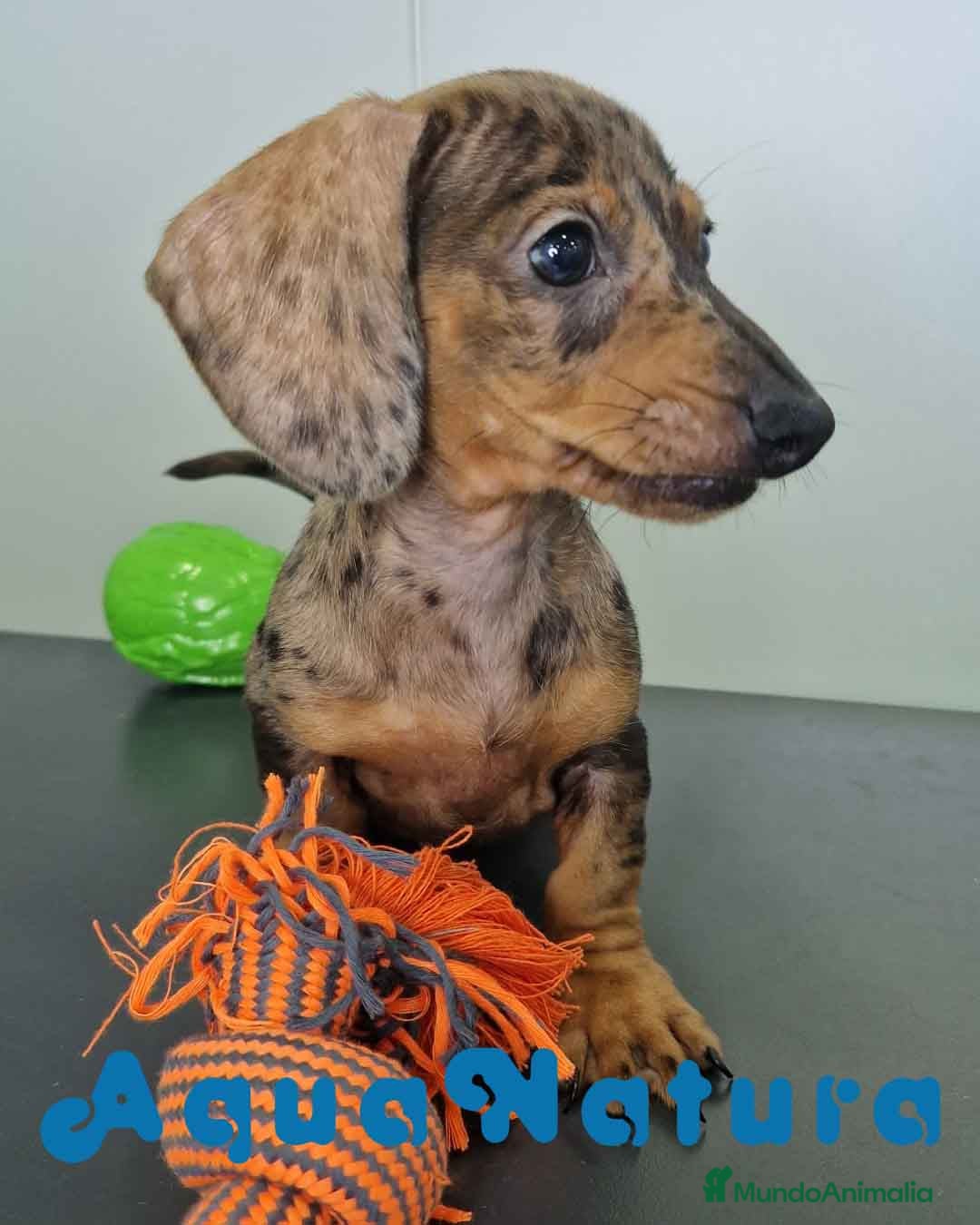 Teckel Miniatura perros en venta: Teckel Hembra 4459 AQUANATURA - Imagen 10