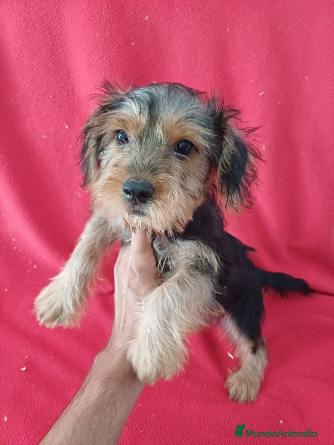 Yorkshire Terrier perros en venta: Yorkshire Terrier Standar  - Imagen 1