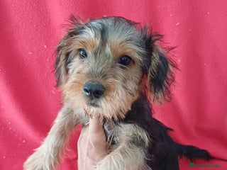 Yorkshire Terrier perros - Anuncio 30