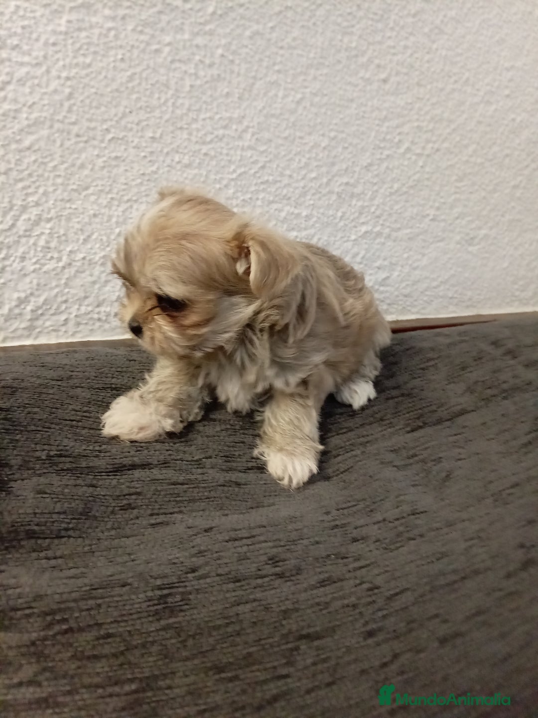 Maltipoo perros en venta: Maltipoo - Anuncio 7