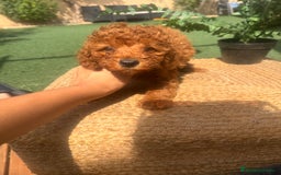 Caniche Toy perros en venta: cancihe toy macho  - Imagen 2