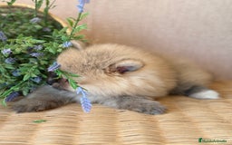 Pomerania perros en venta: Pomerania Hembra Sable.  - Imagen 5